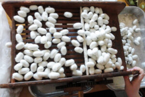 Cocoons in kebatoriki